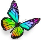 stickerpapillonarcenciel.jpg