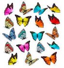 papillons.jpg