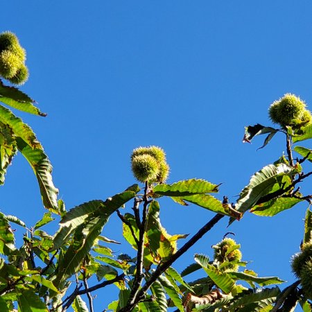 Accueil d'automne du Labo Furtif