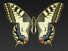 Papilio_machaon_MHNT_CUT_2013_3_11_Cahors_Female_Dorsal1.jpg
