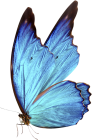 papillon2.png